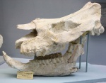 хилотерий сарматский (Chiloterium sarmaticum)