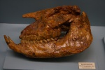 хилотерий сарматский (Chiloterium sarmaticum) 2