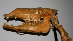 верблюд Алексеева (Paracamelus chersonensis alexejevi)