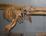 Cetotherium riabinini