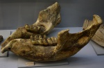 Anancus arvernensis