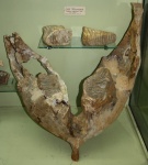 Elephas trogontherii Трогонтериевый слон, или степной, мамонт