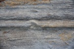 Ophiomorpha (??) 2