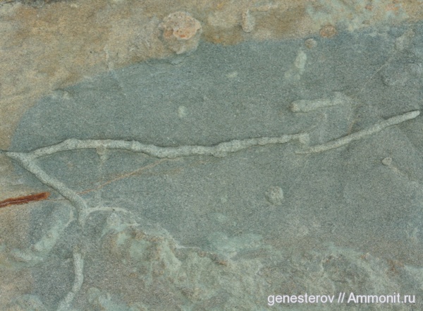 Thalassinoides
