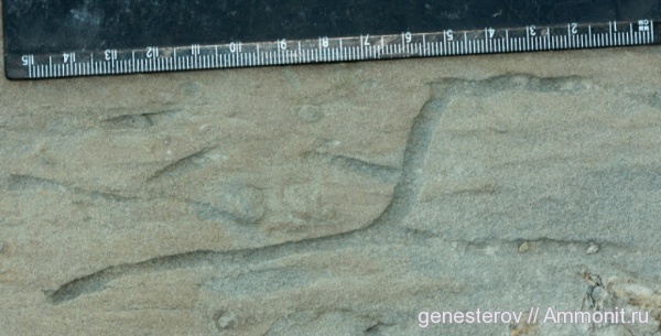 Thalassinoides