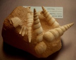 Turritella turris