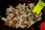 Зубы акул 1
