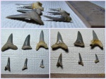 Акулы из Рыбальского карьера
