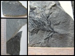 Chondrites intricatus?