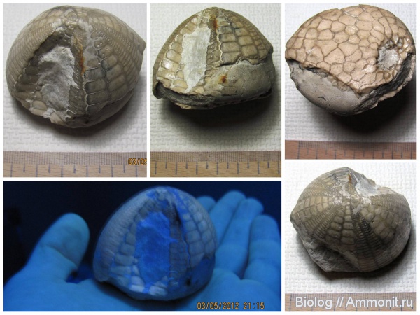 морские ежи, иглокожие, мел, Крым, Echinocorys, Echinodermata, ультрафиолет, Cretaceous