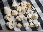 Calliostoma nodulosa