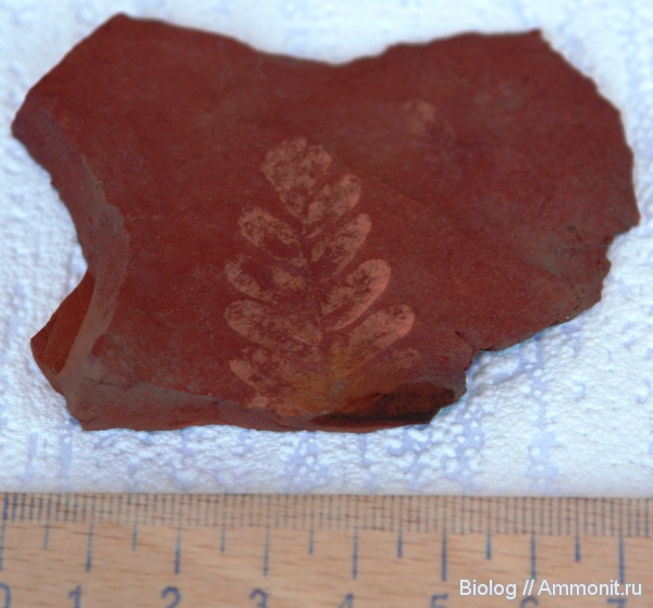 карбон, птеридоспермы, Донецк, Neuropteris, нейроптерис