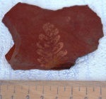 Лист Neuropteris