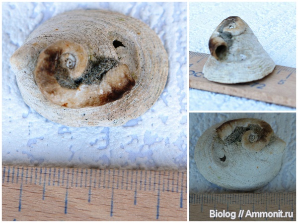 серпулы, Serpulidae, Gastropoda, Рыбальский карьер, мандрыковские слои, верхний эоцен, приабон, Upper Eocene