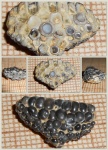 Глоточная пластина Labrodon sp.