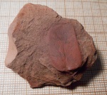 Neurepteris