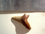 Jaekelotodus