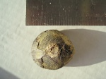 Glycymeris?