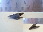 Фрагмент зуба Otodus (Carcharocles)
