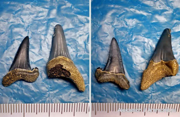 палеоген, зубы, акулы, Украина, зубы акул, Otodus, Striatolamia, Jaekelotodus, Кременчугский район, teeth, shark teeth, sharks