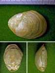 Брахиопода отряда Terebratulida