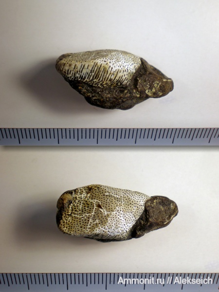 палеоген, рыбы, зубы, химеры, Украина, ?, Chimaeriformes, Кременчугский район, fish, teeth
