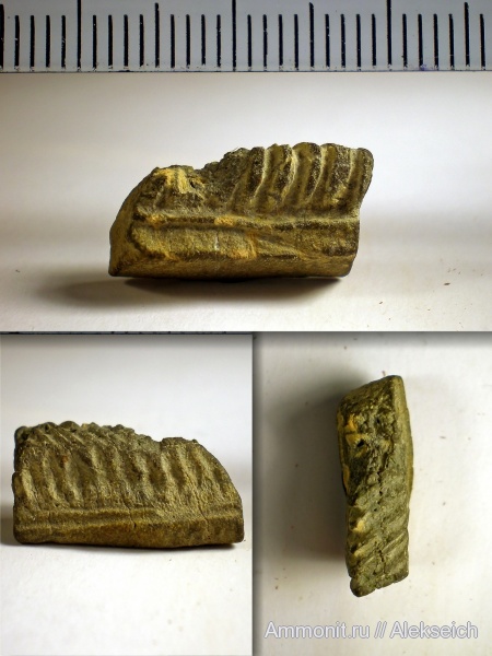палеоген, зубы, Украина, скаты, Myliobatis, Aetobatus, Кременчугский район, teeth