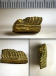 Фрагмент зуба Myliobatis/Aetobatus