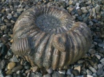 Procheloniceras albrechti-austriae. сем. Douviliecerаtidae.