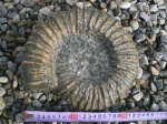 Раковина   Procheloniceras albrechti-austriae,
