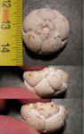 Mooreocrinus sp.
