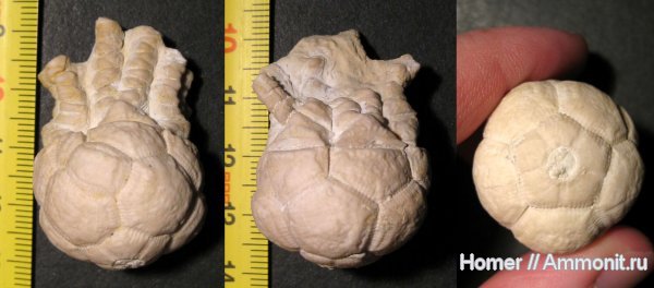 морские лилии, карбон, Цемгигант, криноидеи, Подмосковье, Dicromyocrinus, Dicromyocrinus ornatus, Cromyocrinidae