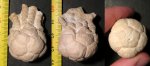 Dicromyocrinus ornatus