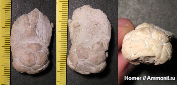 морские лилии, карбон, криноидеи, Подмосковье, Мячково, Dicromyocrinus, Dicromyocrinus ornatus, Cromyocrinidae