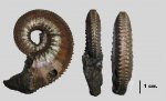 Kosmoceras sp.