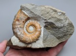 Ancyloceratidae indet.