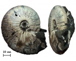 Аммонит Virgatites gerassimovi Mitta, 1983