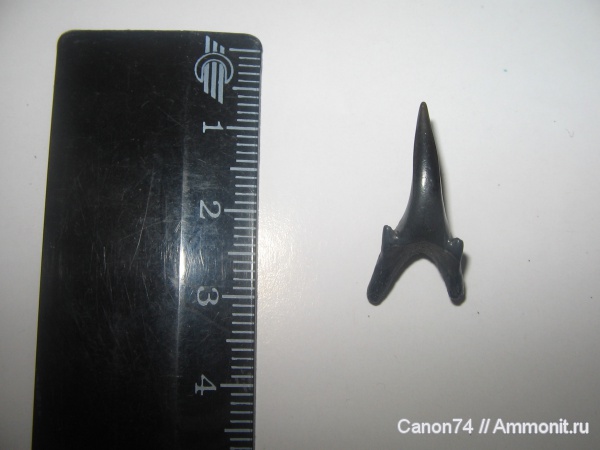 окаменелости, зубы акул, Striatolamia, Fossils, Павлоград, shark teeth