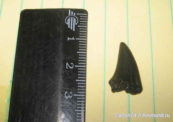 окаменелости, зубы акул, Fossils, shark teeth