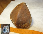 двустворка железного рога ( Arcicardium acardo )
