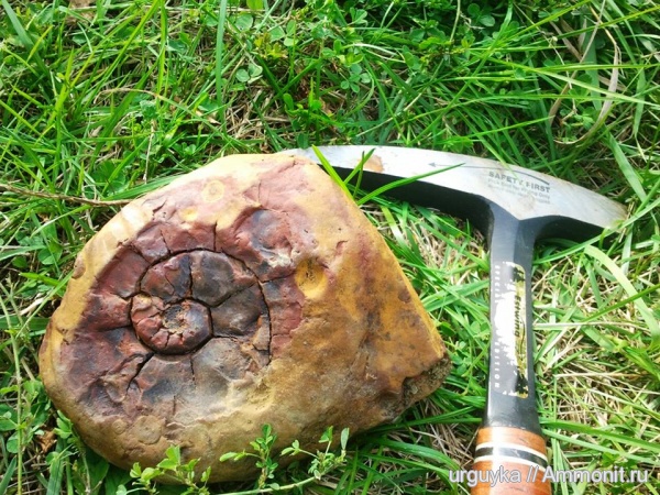 аммониты, Ammonites