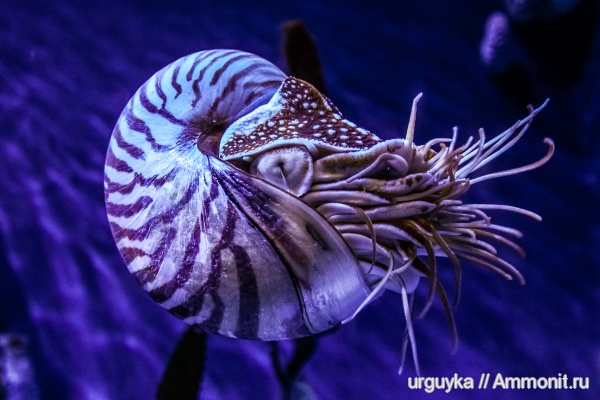 наутилусы, Nautilus, Nautilus pompilius