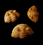 Asaphus expansus