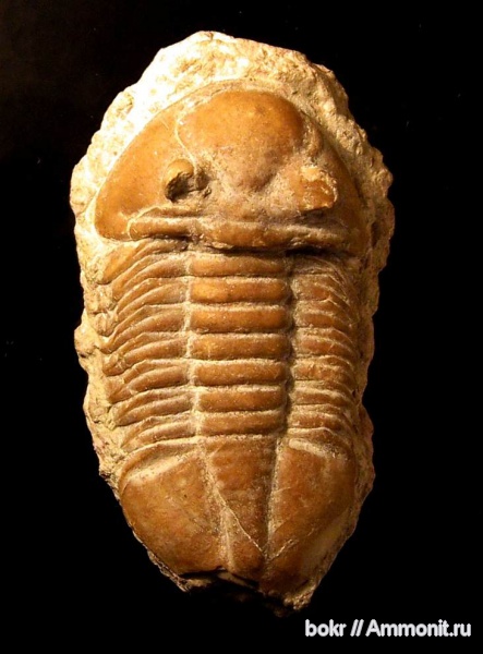 трилобиты, ордовик, Asaphus, Ленинградская область, Asaphus knyrkoi, Ordovician