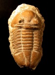 Asaphus knyrkoi