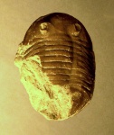 Asaphus minor