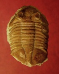 Asaphus latus