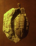 Asaphus kowalewskii