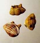 Asaphus cornutus