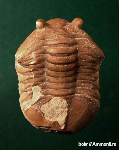 трилобиты, ордовик, Asaphus, Ленинградская область, Asaphus sulevi, Ordovician